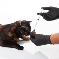 Verhütungsspritze für Katzen