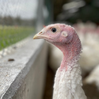 Eine Frage der Haltung: Exklusive Einblicke in die Putenmast