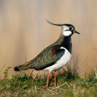 Feldvögel brauchen mehr Wiesenstreifen am Feldrand