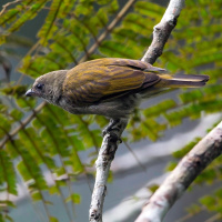 Seltene Zusammenarbeit: Vögel führen Menschen zu Wildhonig