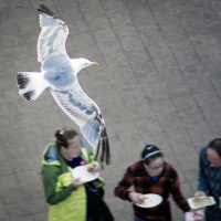 Eine Studie zeigt: Möwen lassen sich vom Futterneid steuern