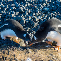 Diese Tiere beschenken sich – aber nicht unbedingt an Weihnachten