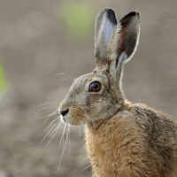 Finnen entschlüsseln das Erbgut des Osterhasen