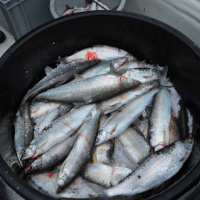 Fangverbot: Keine Felchen mehr aus dem Bodensee