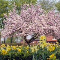 Ein zeitiger Frühling schadet der Biodiversität