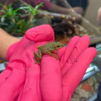 Erfolgreiche Nachzucht von Stummelfußkröten im Karlsruher Zoo