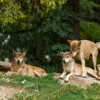 Wölfe, die Weidetiere reißen, sollen schneller getötet werden können