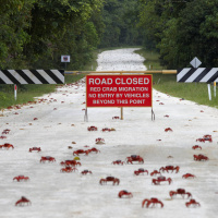 Buchtipp: Kleine Rote Fische, die rückwärtsgehen