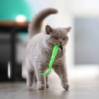 Auch Katzen lieben Apportier-Spiele