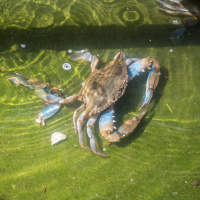 Invasive Blaukrabbe breitet sich in Italien aus