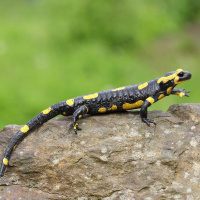 Amphibien sind stark bedroht