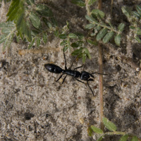 Ameisen behandeln sich gegenseitig mit Antibiotika