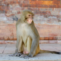 Menschen in Affenkostümen sollen Rhesusaffen in Neu-Delhi vertreiben