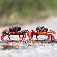 Schiffslärm stört Krabben-Sex