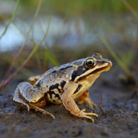 So helfen Zoos aktiv beim Artenschutz
