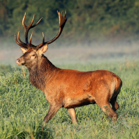 Rotwild: Württembergs Wappentier könnte aussterben