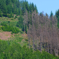 Tag des Waldes: Wie lange sind Wälder noch CO2-Senken?