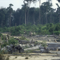 Indonesien: Kleine Fortschritte beim Schutz des Regenwaldes