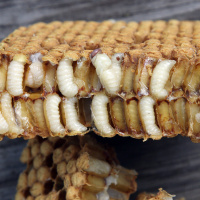 Bienensterben: Züchtung von Varroa-resistenten Bienen bringt neue Hoffnung