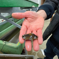 Aufzuchtstation für Flussperlmuscheln im Fluss Our