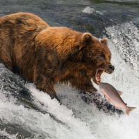 Fat Bear Week: Braunbären in Alaska schlagen sich die Bäuche voll