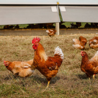 Umstieg auf Biolandwirtschaft fordert Herzblut und Ausdauer