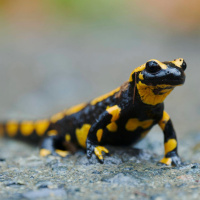 Salamanderpest in Rheinland-Pfalz: Pilz gefährdet Feuersalamander