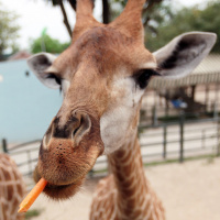 Schlauer als gedacht: So gut sind Giraffen in Statistik