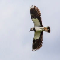 Kiebitz ist Vogel des Jahres 2024