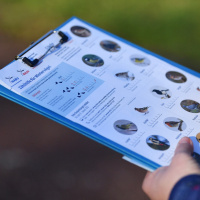 Zählaktion: Die Stunde der Wintervögel