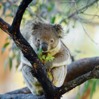 Diebischer Koala