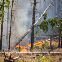 So können Waldbrände entstehen