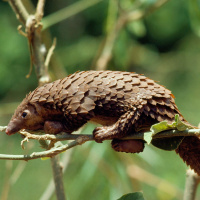 Wie können die bedrohten Schuppentiere im südlichen Afrika besser geschützt werden?