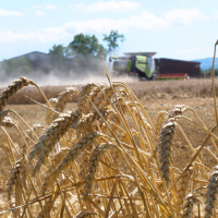 Foodwatch beklagt massiven Pestizideinsatz bei Getreideanbau