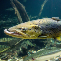 Kann KI auch Artenschutz?