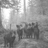 Wolf, Luchs und Co.: KI wertet über eine Million Wildtierfotos aus