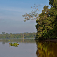 Forschung im Regenwald Borneos: Wie wächst der Wald und was ist er wert?