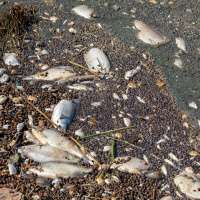 Kann sich das Fischsterben in der Oder wiederholen?