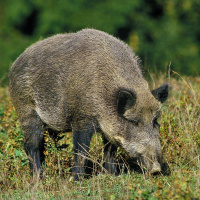 Wildschweine als Indikatoren für PFAS-verseuchte Gebiete