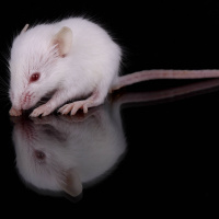 Maus-Studie: Bakterien könnten Auslöser von Endometriose sein