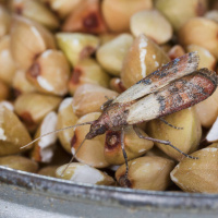 Wie lassen sich große Nahrungs-Vorräte vor Schädlingen schützen?