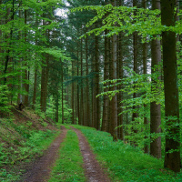 Heidelberger Studie untersucht Baum-Thesen von Peter Wohlleben