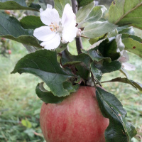 Warum Apfelbäume auch im Herbst blühen können