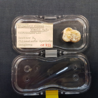 Deshalb ist der Riesenaffe Gigantopithecus ausgestorben