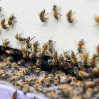 Impfung gegen Amerikanische Faulbrut bei Honigbienen vielversprechend