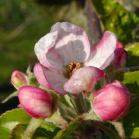Die SWR-Apfelblütenaktion: Eine Frühlingsbilanz