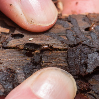 Biodiversität: Warum der Borkenkäfer durchaus nützlich sein kann