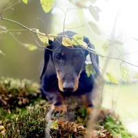 Pseudowut: Tödliche Gefahr für Hunde im Wald