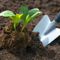 So bindet Carbon Farming Kohlenstoff im Boden