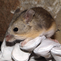 In 6000 m Höhe: Überlebenskünstler Blattohrmaus kam hoch hinaus